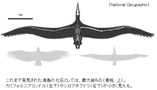 世界最大の鳥類発見 翼開長6 4メートル 古代の巨大海鳥 サイエンスジャーナル 世界最大の鳥類発見 翼開長6 4メートル 古代の巨大海鳥 サイエンスジャーナル