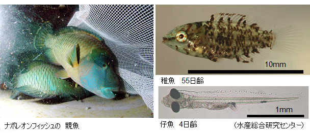 世界初 ナポレオンフィッシュ の養殖成功 採卵技術 初期餌料を工夫 サイエンスジャーナル