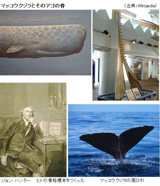 鹿児島でマッコウクジラの骨発掘 標本に 骨格標本 の作り方 サイエンスジャーナル 鹿児島でマッコウクジラの骨発掘 標本に 骨格標本 の作り方 サイエンスジャーナル