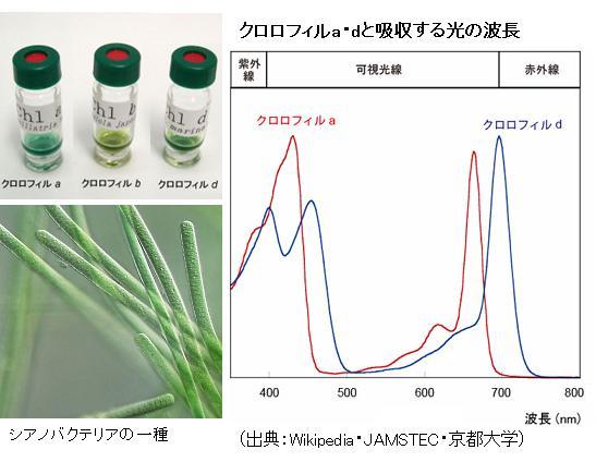赤外線 で光合成する クロロフィルd 世界の海に広く分布 サイエンスジャーナル 赤外線 で光合成する クロロフィルd 世界の海に広く分布 サイエンスジャーナル