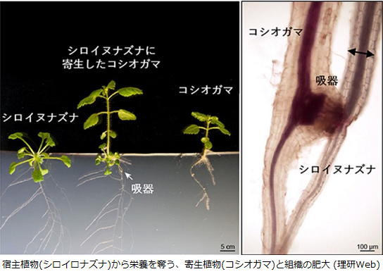 寄生生物は化学物質で宿主を操作する 寄生植物も 植物ホルモン で宿主をコントロールすることを発見 サイエンスジャーナル