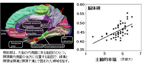 幸福感の強い人弱い人の違いが 右脳の構造にあった セロトニンとの関係は サイエンスジャーナル