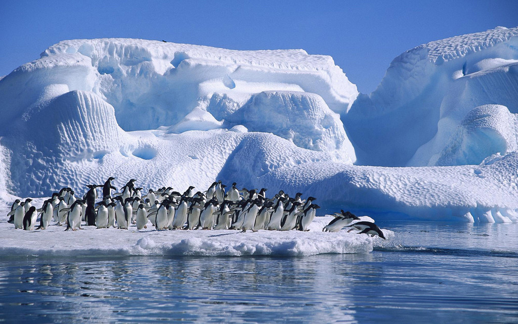 南極でペンギン15万羽死ぬ 氷山漂着が原因 氷床の流出が続く南極で何が起きているか サイエンスジャーナル