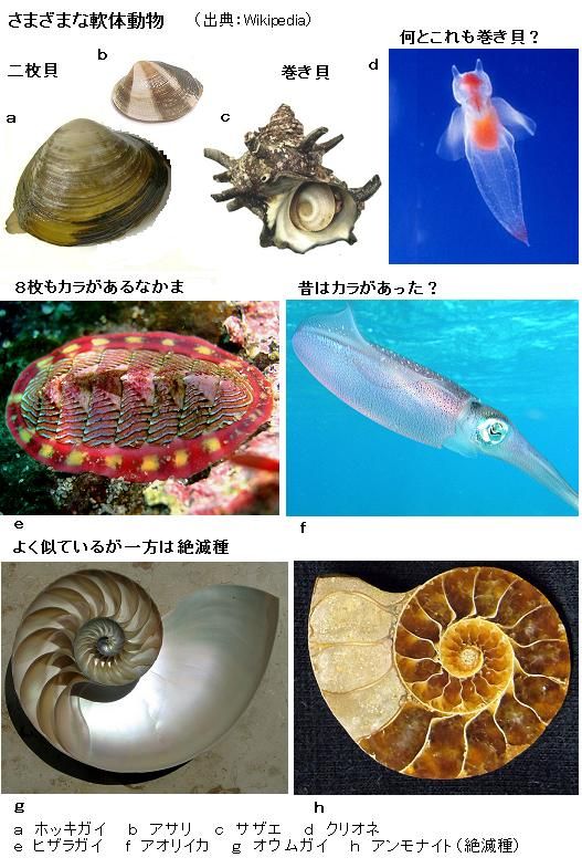 軟体動物 とは いろいろな貝のなかまと貝殻を失ったなかま サイエンスジャーナル