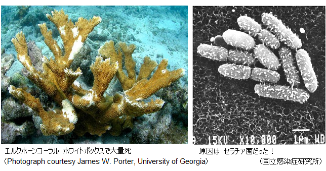 大量死するサンゴ 原因は人間の排泄物 院内感染で有名なセラチア菌 サイエンスジャーナル 大量死するサンゴ 原因は人間の排泄物 院内感染で有名なセラチア菌 サイエンスジャーナル