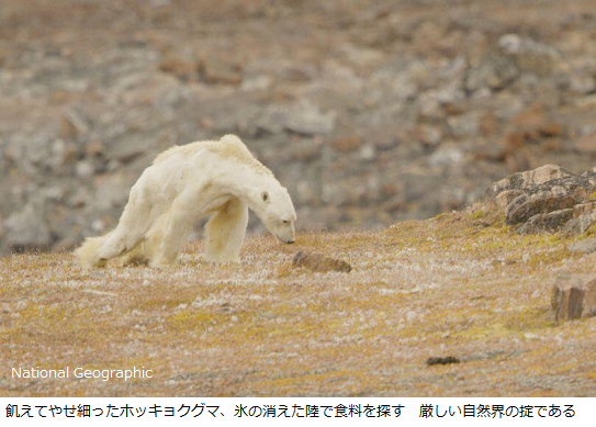 ホッキョクグマ 絶滅の危機 海氷が溶け餌探しが困難に 餓死寸前のホッキョクグマに出会う サイエンスジャーナル