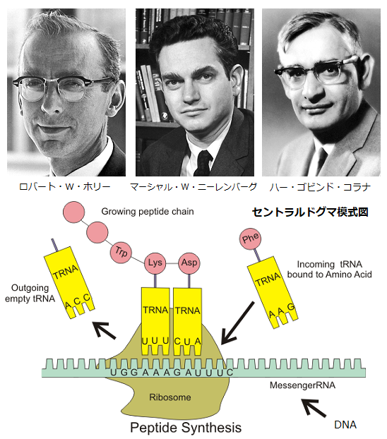 第68回ノーベル生理学 医学賞 神の創造領域 遺伝情報の解読とそのタンパク質合成への役割の解明 サイエンスジャーナル