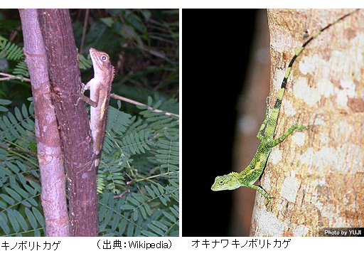 絶滅危惧種 大量発生 オキナワキノボリトカゲ とは何か サイエンスジャーナル