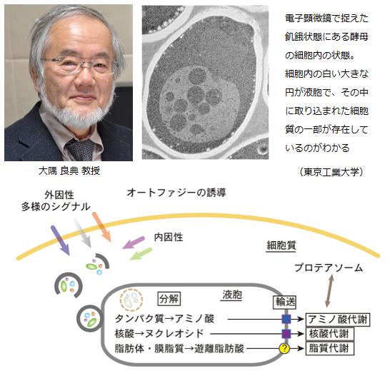祝 2016年ノーベル医学 生理学賞受賞 東工大 大隅良典教授 授賞理由は オートファジーの仕組み発見 サイエンスジャーナル