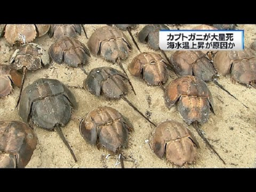 生きている化石 カブトガニ 北九州曽根干潟で400匹超死ぬ 日本で絶滅危惧種 米国では無数に存在 サイエンスジャーナル