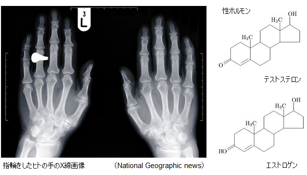 Ring-finger-length-depends-testosterone