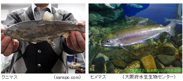 Kunimasu_Himemasu