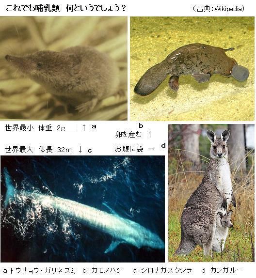 哺乳類とは 世界で一番大きな哺乳類 一番小さな哺乳類 サイエンスジャーナル