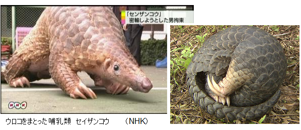世界で唯一 ウロコをまとった哺乳類 センザンコウ 密猟で絶滅の危機に サイエンスジャーナル