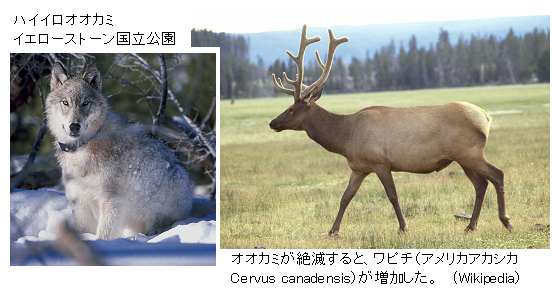 ニホンオオカミを再導入し 生態系を取り戻せ オオカミの駆除は逆効果 サイエンスジャーナル