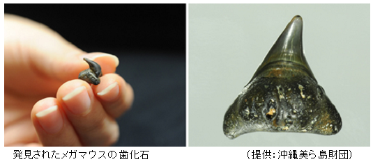 幻の巨大サメ メガマウス とは何か 沖縄の海岸で歯化石発見 サイエンスジャーナル