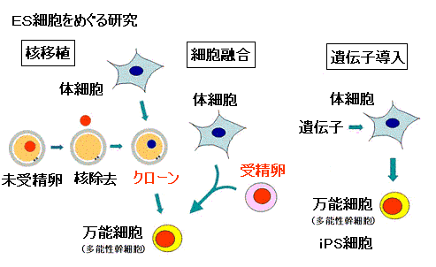 受精卵使う クローンｅｓ細胞 一部容認 文科省 サイエンスジャーナル
