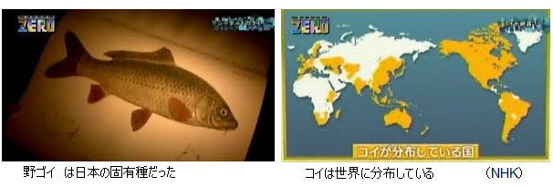 日本固有のコイが絶滅危惧種 琵琶湖の野ゴイは新種だった サイエンスジャーナル