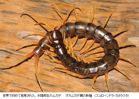 世界初 水中を泳ぐオオムカデを発見 あなたの知らないムカデの世界 サイエンスジャーナル