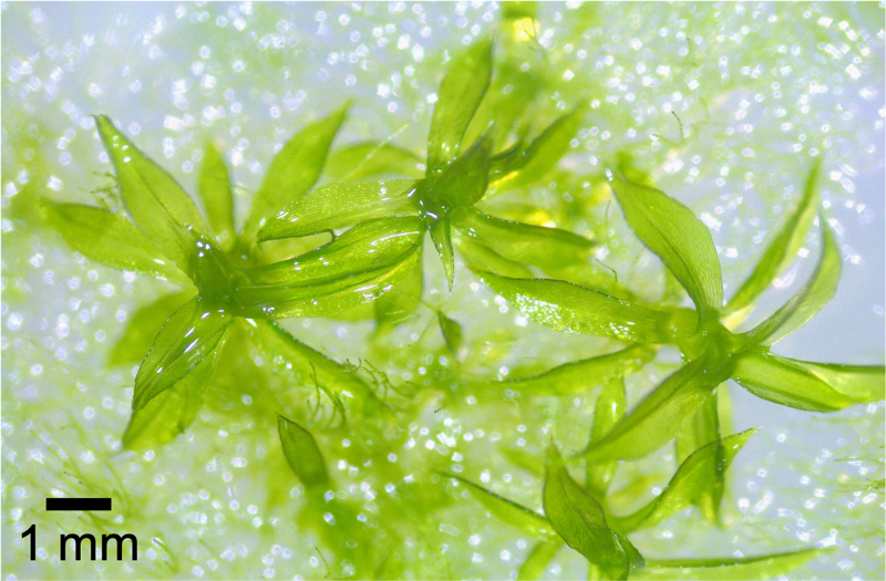 seeds_6-12-3