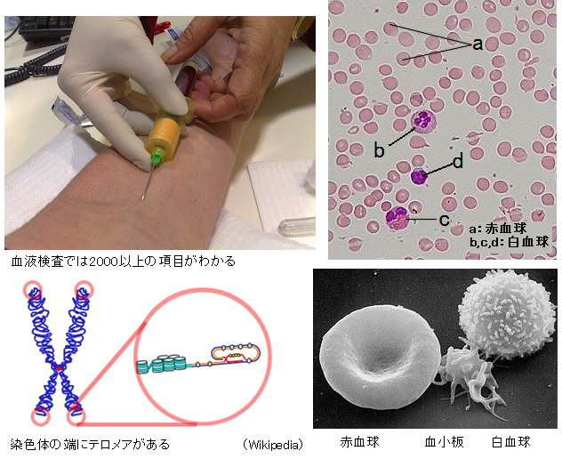 Red_White_Blood_cells