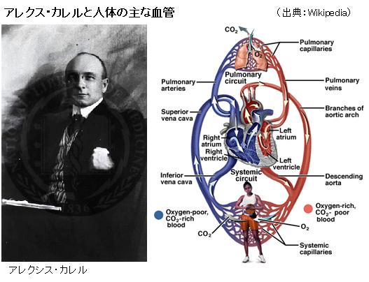 第12回ノーベル生理学 医学賞 カレル 血管縫合に関する研究 サイエンスジャーナル 第12回ノーベル生理学 医学賞 カレル 血管縫合に関する研究 サイエンスジャーナル
