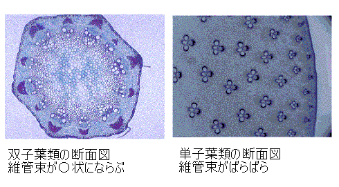 植物の不思議 維管束 気孔 根毛 とは サイエンスジャーナル