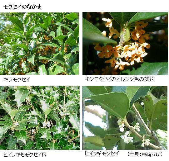 来客を喜ぶ キンモクセイ 悪鬼を払う ヒイラギモクセイ サイエンスジャーナル 来客を喜ぶ キンモクセイ 悪鬼を払う ヒイラギモクセイ サイエンスジャーナル