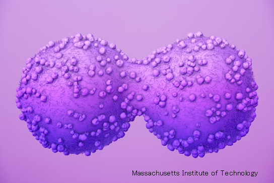 がん細胞はブドウ糖ではなくアミノ酸で増殖していくことが判明 がん代謝の謎ワールブルク効果 サイエンスジャーナル