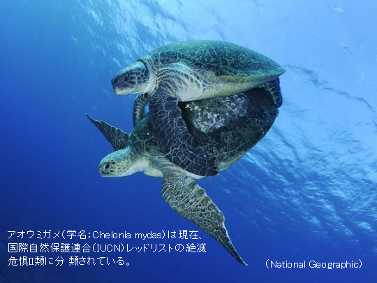温暖化でウミガメがメスだらけ 温度で性決定するワニ類 カメ類 サイエンスジャーナル