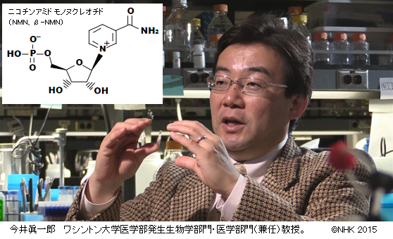 ワシントン大学今井教授が発見 若返り 老化抑制物質 Nmn 初の臨床へ サイエンスジャーナル ワシントン大学今井教授が発見 若返り 老化抑制物質 Nmn 初の臨床へ サイエンスジャーナル