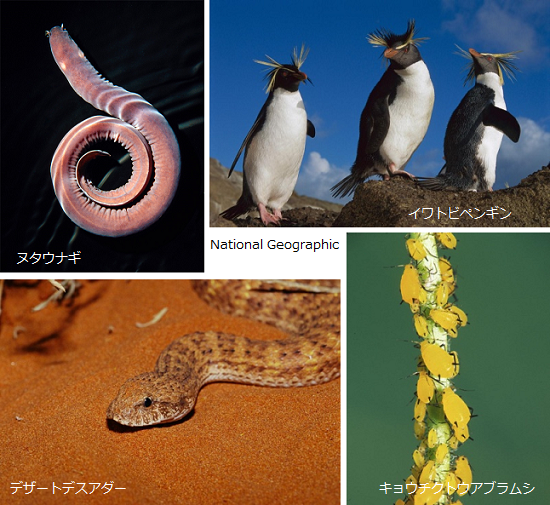 進化 と 退化 は対義語 ではなく 退化 は 進化 の一形態 新たな力を得た動物たちを見よ サイエンスジャーナル