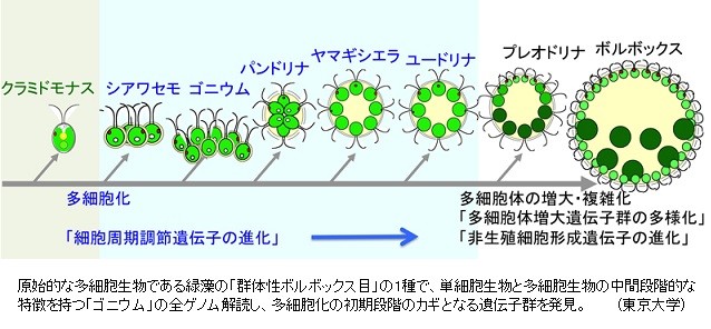 生物はいつから 多細胞化 したのか カギを握る遺伝子をボルボックスで解明 サイエンスジャーナル