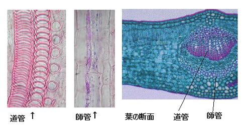 植物の不思議 維管束 気孔 根毛 とは サイエンスジャーナル