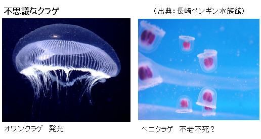 世界で唯一 不老不死 の遺伝子を持つ ベニクラゲ サイエンスジャーナル