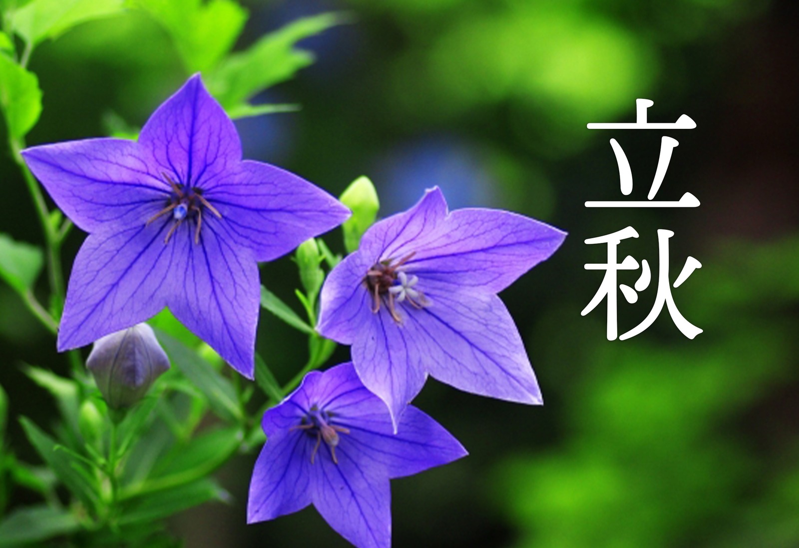 画像 1