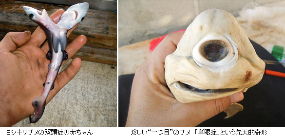 頭が2つあるサメの報告が増加 一つ目のサメなどの突然変異も原因不明 乱獲で遺伝子の多様性が低下した サイエンスジャーナル