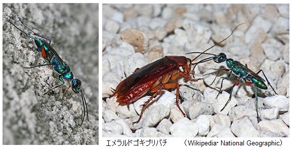 寄生バチ 宿主のゴキブリを抗菌消毒 美しきハンター エメラルドゴキブリバチ サイエンスジャーナル 寄生バチ 宿主のゴキブリを抗菌消毒 美しきハンター エメラルドゴキブリバチ サイエンスジャーナル