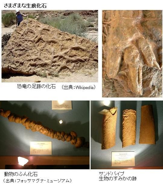 河川敷に３種類の恐竜の足跡化石発見 生痕化石 とは何か サイエンスジャーナル