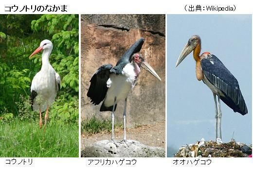 コウノトリのなかま アフリカハゲコウ 大脱走 捕獲劇 サイエンスジャーナル コウノトリのなかま アフリカハゲコウ 大脱走 捕獲劇 サイエンスジャーナル