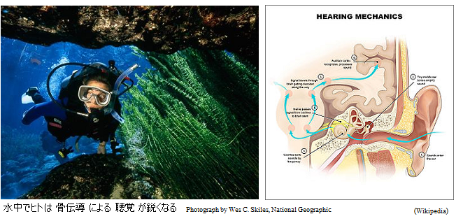 Humans-hear-ultrasonic-bones-diver