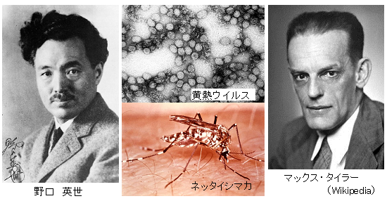 第51回ノーベル生理学 医学賞 マックス タイラー 黄熱ワクチンの発明 サイエンスジャーナル