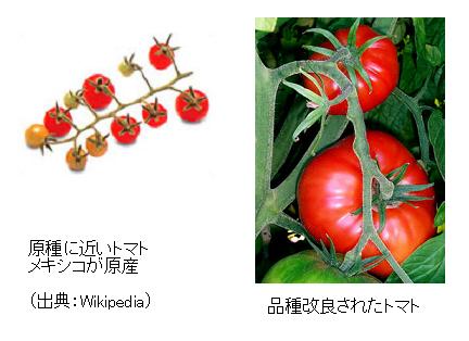 最新遺伝子組換え技術 ジーンターゲッティング法 とは何か サイエンスジャーナル 最新遺伝子組換え技術 ジーンターゲッティング法 とは何か サイエンスジャーナル