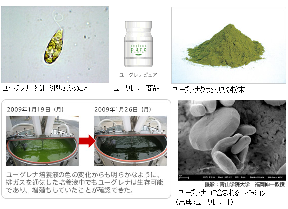 ミドリムシは救世主 食糧やエネルギー 飼料に 問題を一挙に解決 サイエンスジャーナル ミドリムシは救世主 食糧やエネルギー 飼料に 問題を一挙に解決 サイエンスジャーナル
