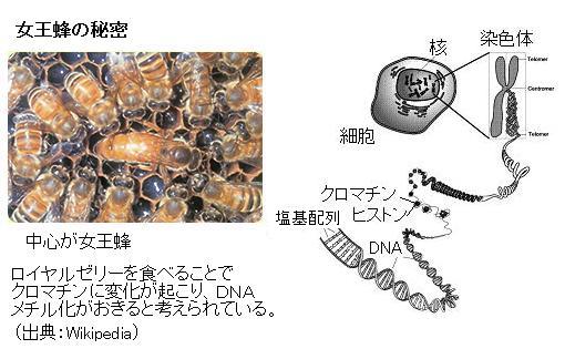 ティクス エピ ジェネ エピジェネティクス