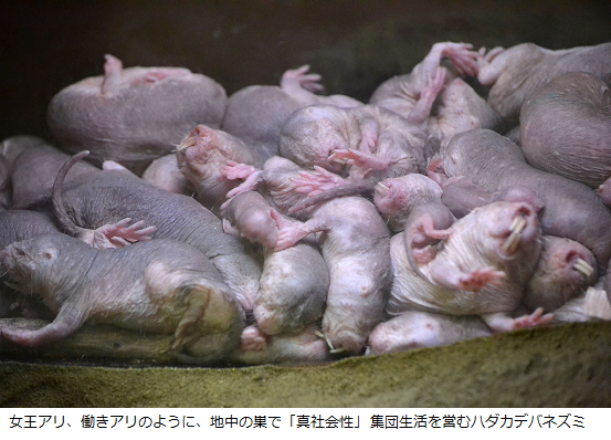 とんでもない生活をする動物 ハダカデバネズミ は糞を食べ アリやハチのような真社会性集団をつくる サイエンスジャーナル