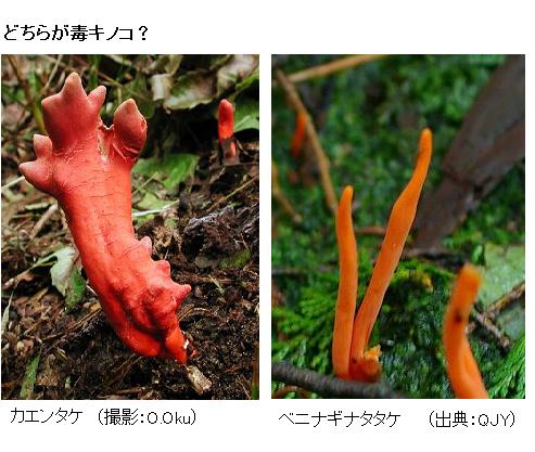 美しい紅葉の季節 猛毒キノコ多数見つかる 新潟 サイエンスジャーナル 美しい紅葉の季節 猛毒キノコ多数見つかる 新潟 サイエンスジャーナル