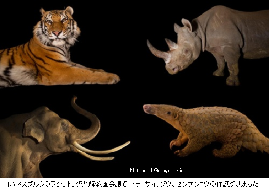 ワシントン条約第17回締約国会議閉幕 日本は 象牙取引 と ニホンウナギ実態調査 に課題 サイエンスジャーナル