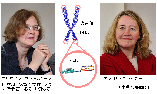 09年ノーベル生理学 医学賞は テロメア テロメアーゼ 解明 サイエンスジャーナル