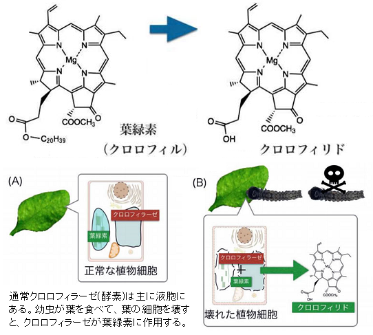 葉緑素